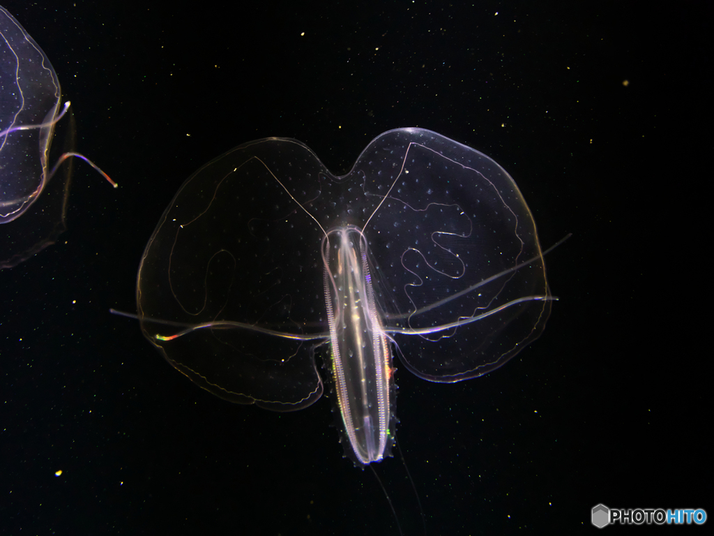 加茂水族館といえばⅤ