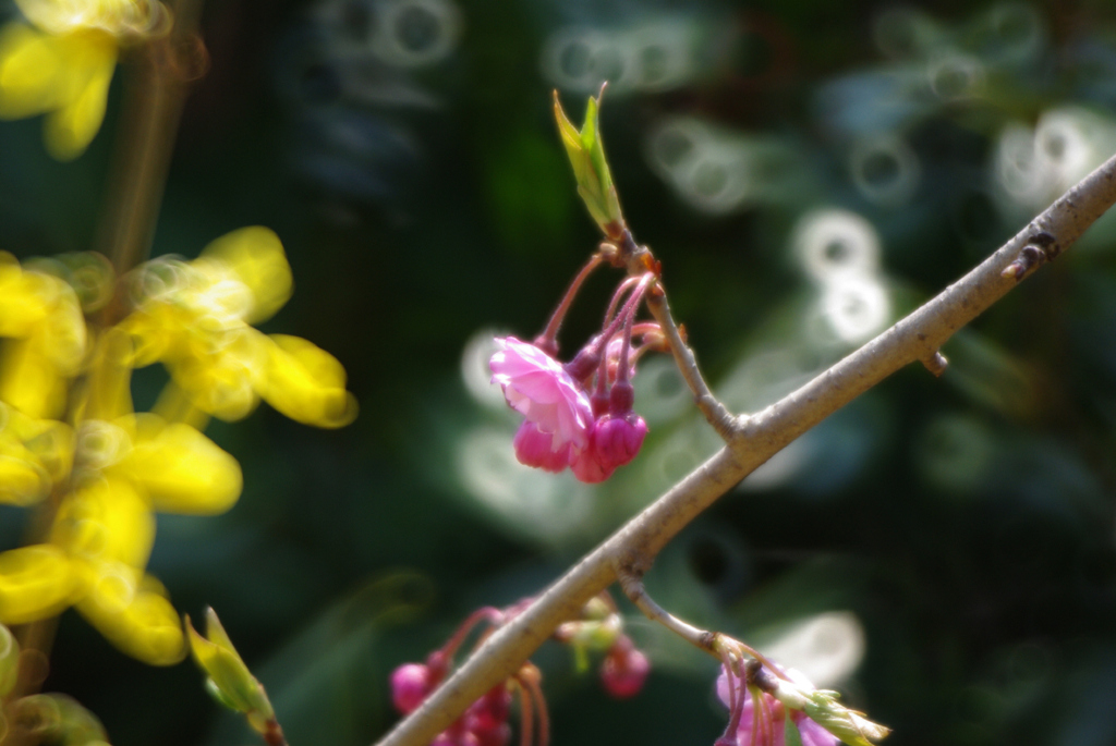 20100425庭の桜と連翹01
