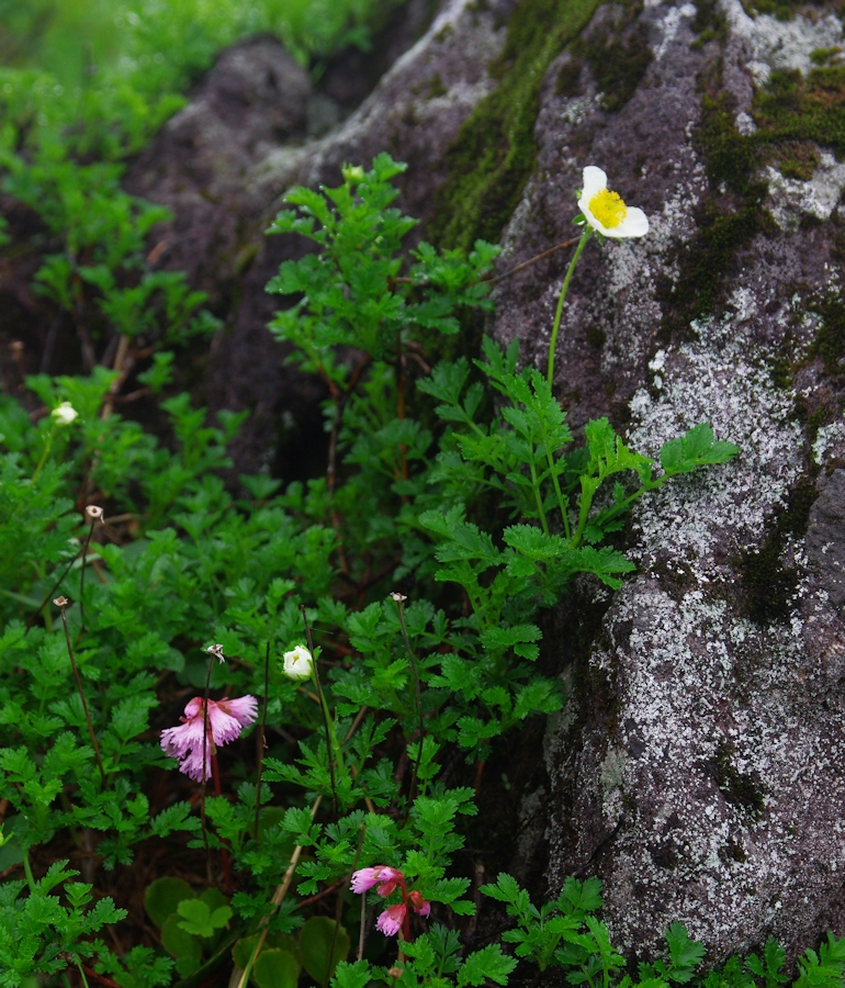 鳥海山も花の山Ⅲ