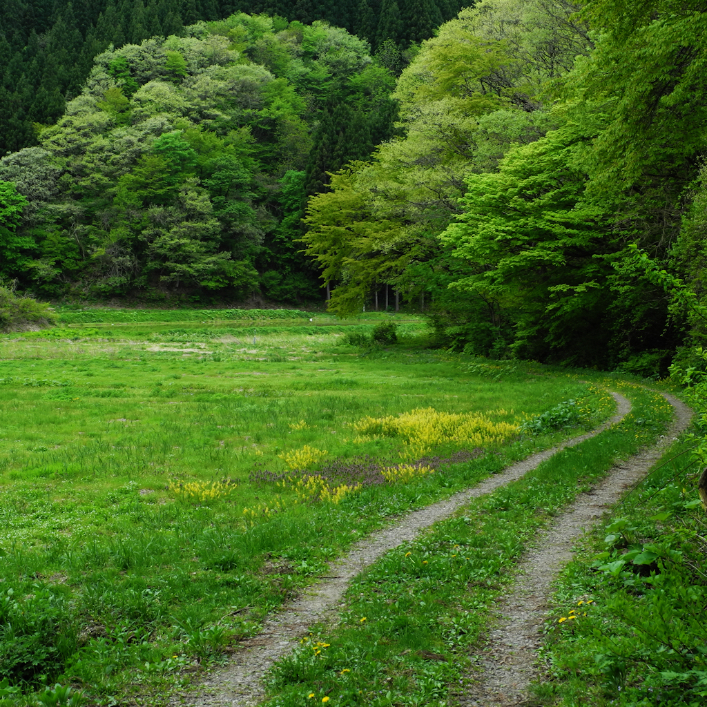 山裾の道