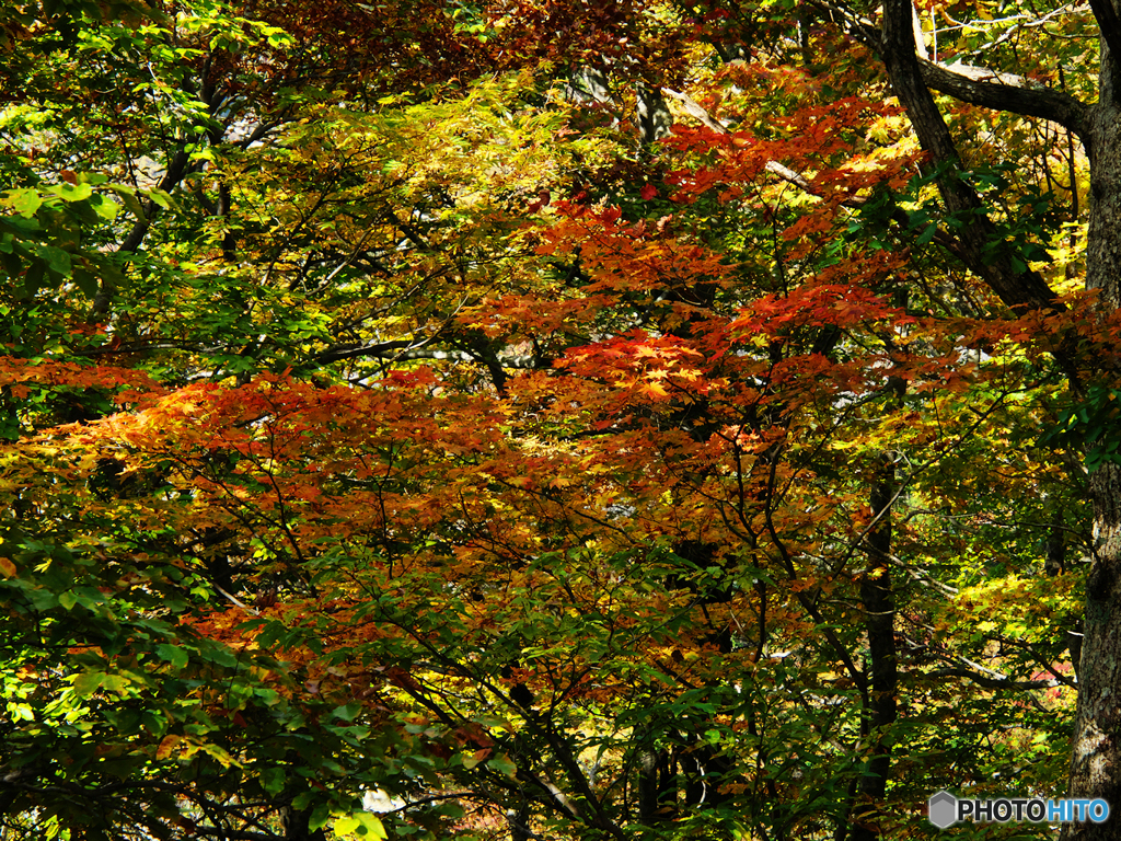 細陽紅葉