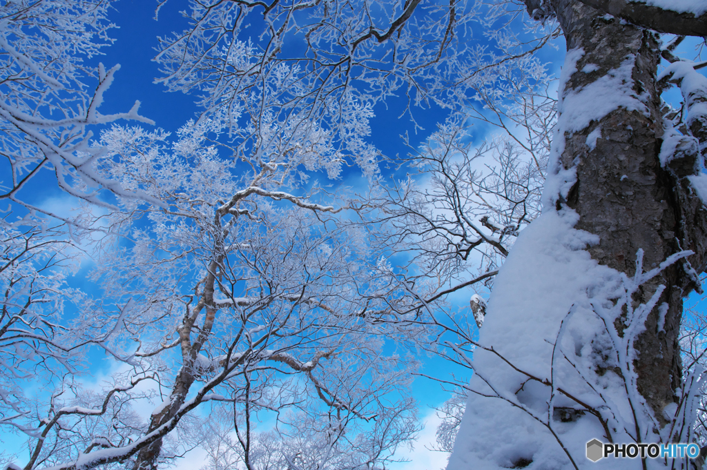 姫神山霧氷Ⅱ