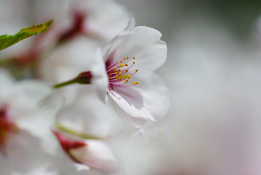 2012桜-10