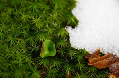 雪解け
