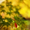 千秋公園・紅葉2014Ⅵ