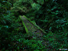 橋