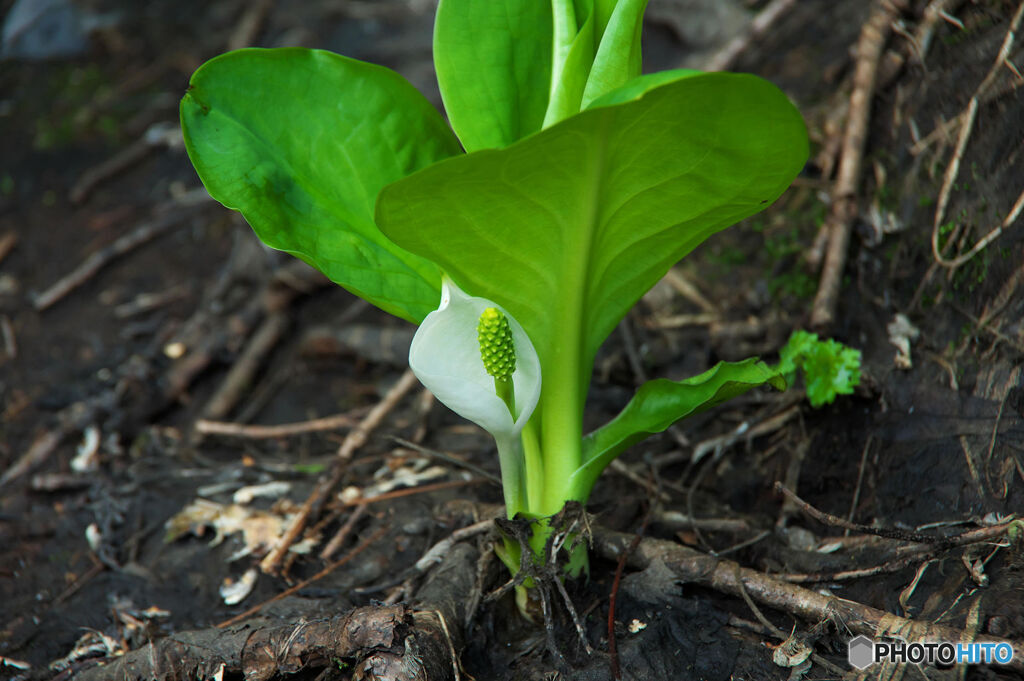 7月終わりの水芭蕉