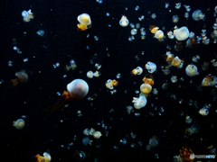 加茂水族館といえばⅨ