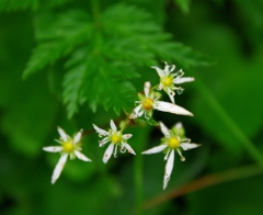 鳥海山も花の山ⅩⅢ