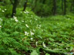 ニリンソウの森