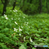 ニリンソウの森