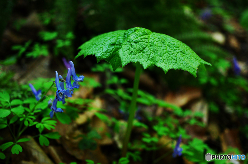 八塩山で花散歩Ⅲ