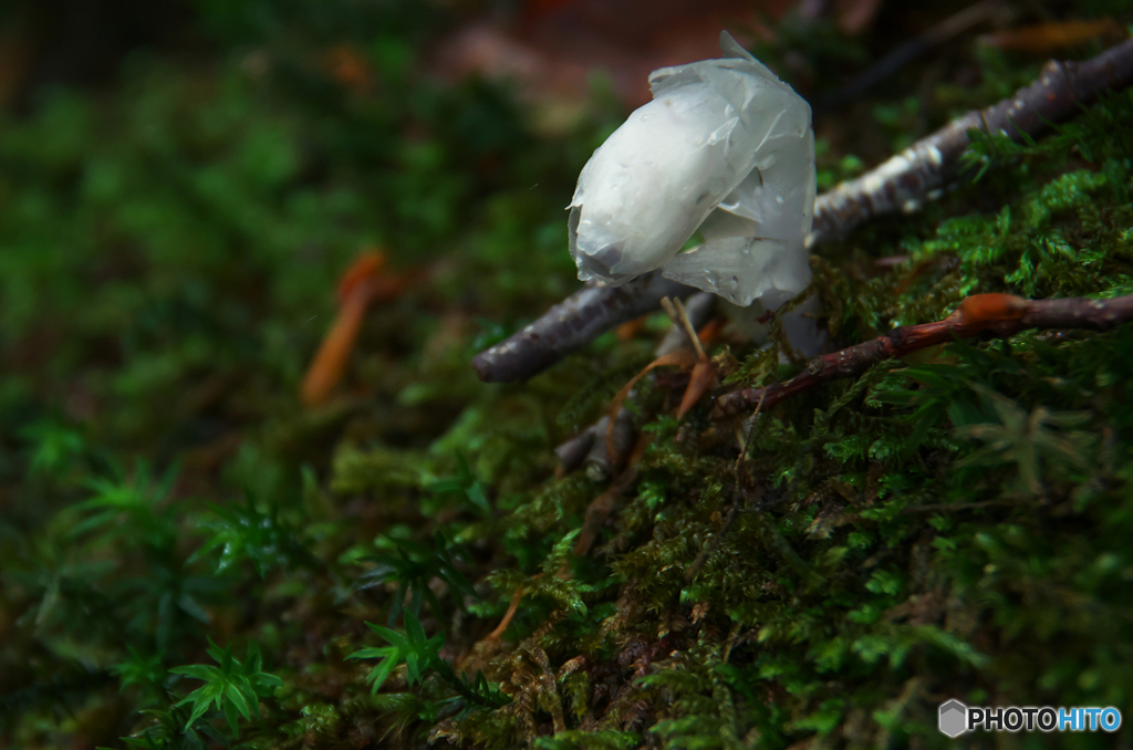 苔場のギンちゃん