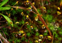 鳥海山も花の山ⅩⅧ