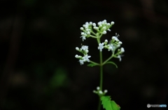 花秋Ⅲ