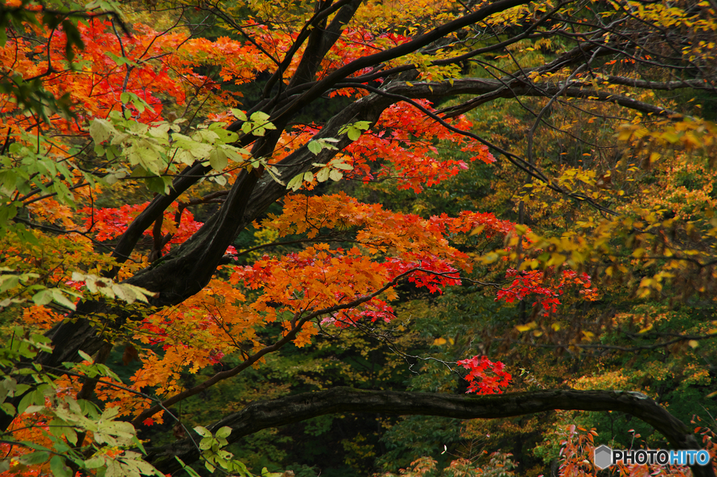 紅葉