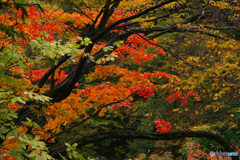 紅葉