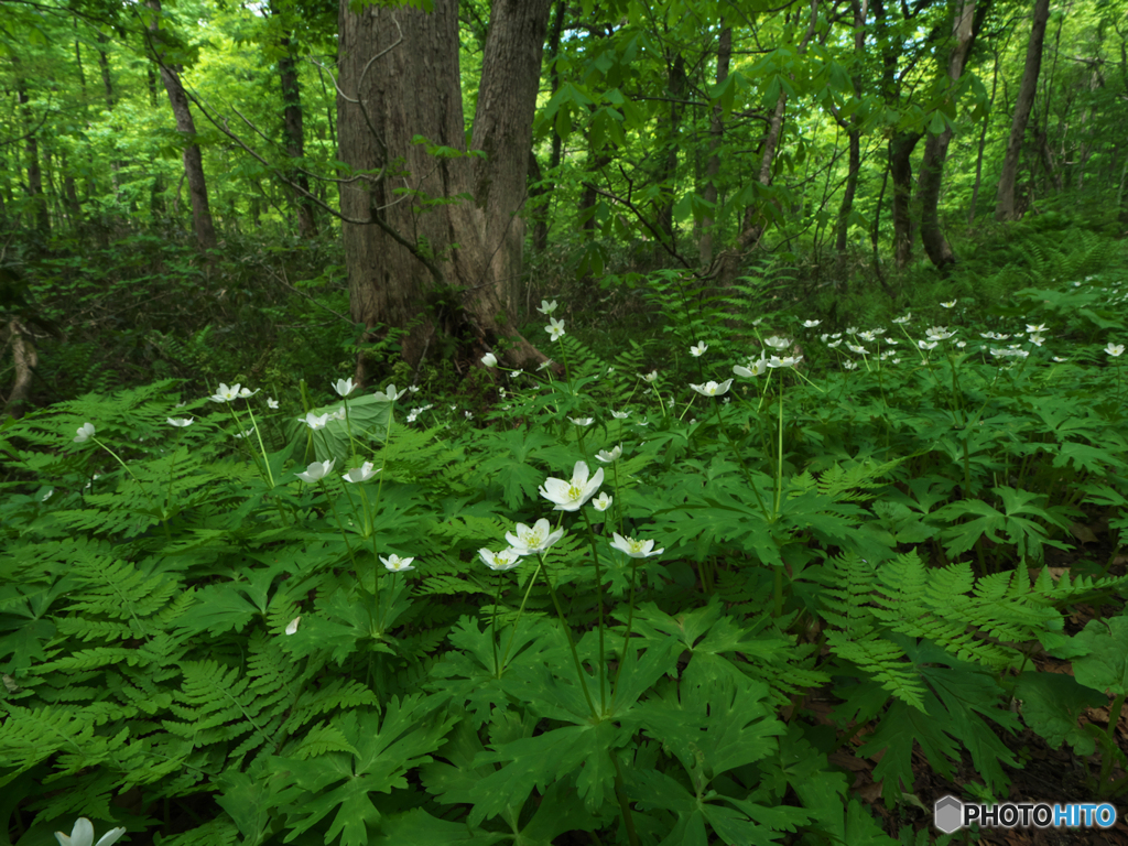 ニリンソウの森Ⅰ