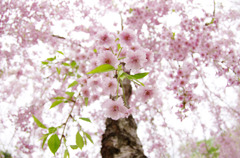 2011桜10