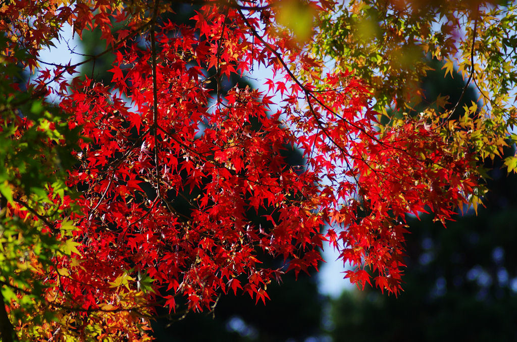 紅葉2011