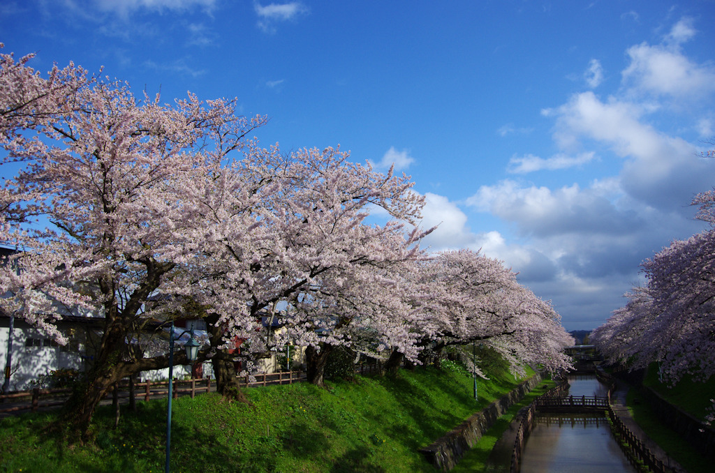 2011桜02