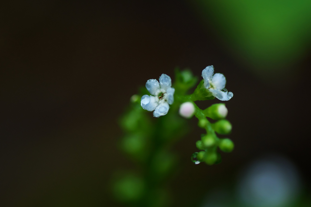 君の花。