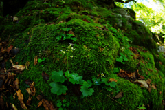 苔岩に咲く