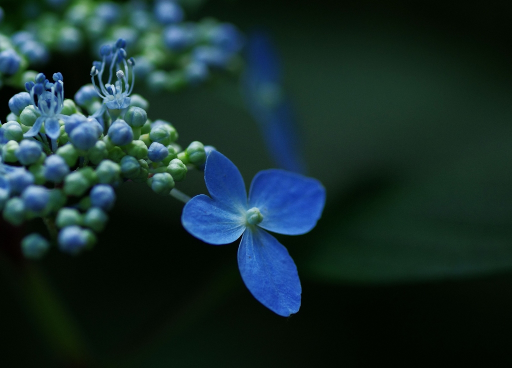 紫陽花・蒼彩