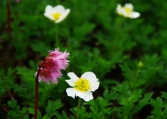 花の山へⅩⅤ