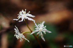 山春花Ⅱ