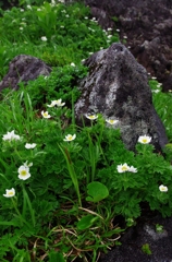 鳥海山も花の山Ⅺ