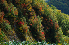 今年も行きました「太平山奥岳」06