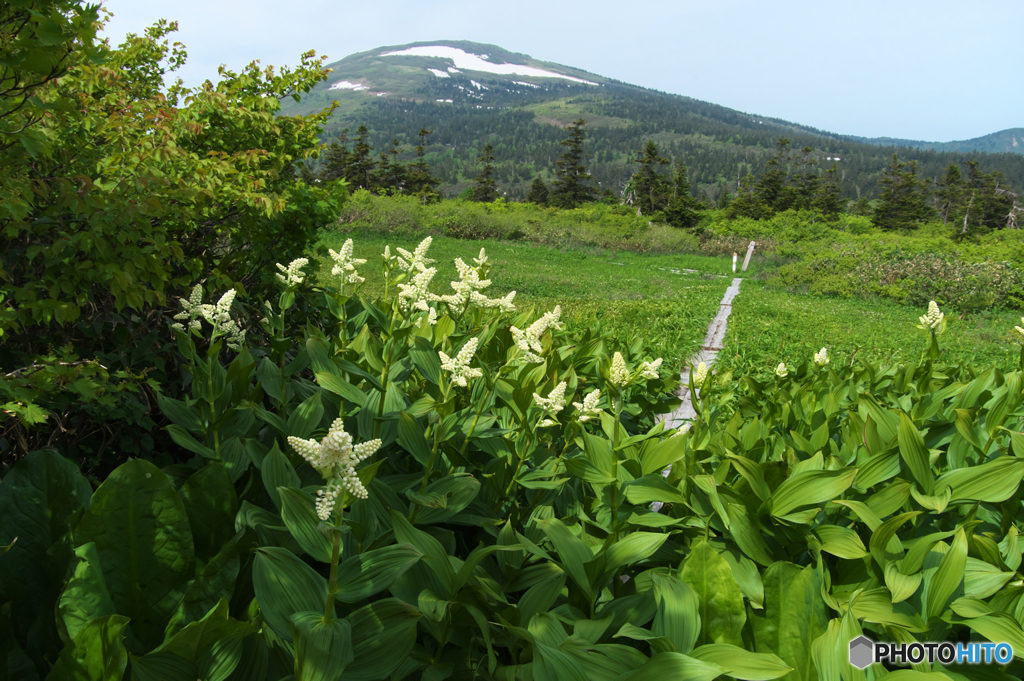 コバイケイソウとお山。