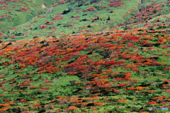 秋色の山肌Ⅱ