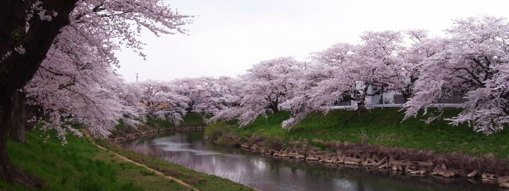 20100502太平川桜GX200_27