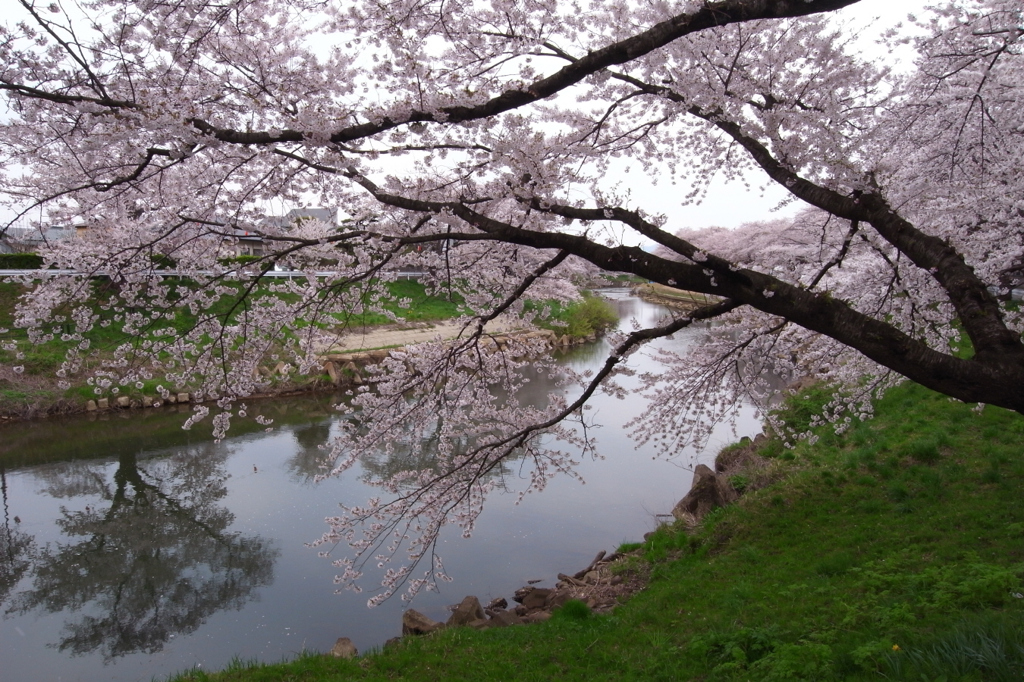 20100502太平川桜GX200_40