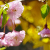 自宅の桜2011その2