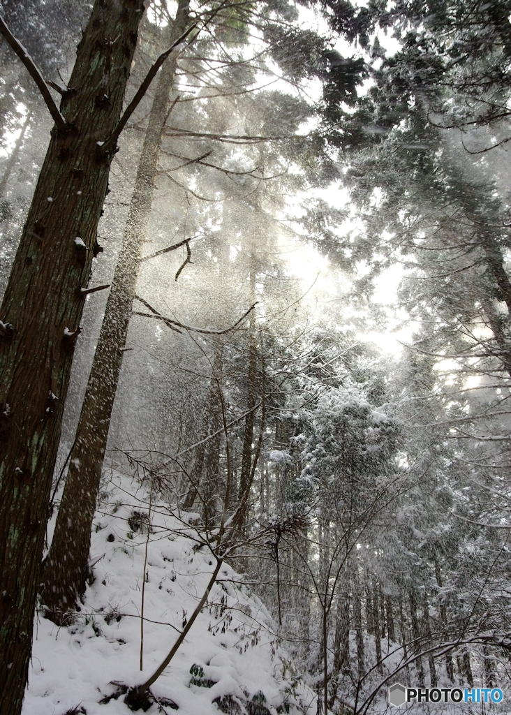 雪陽射Ⅱ