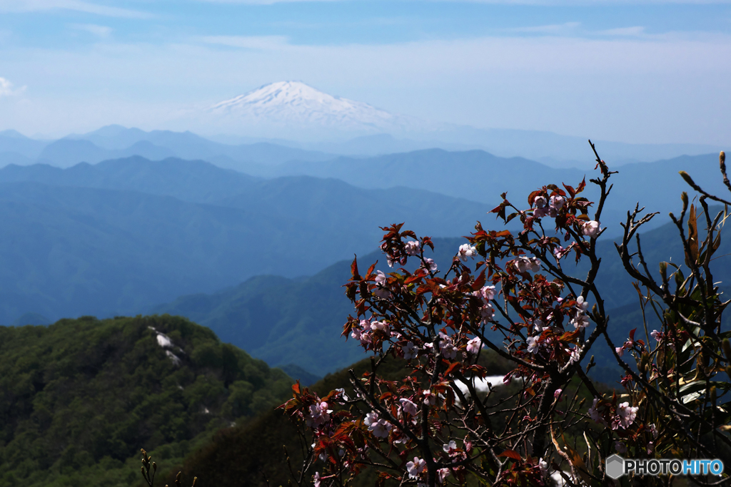 ミネザクラと鳥海山