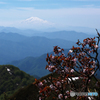 ミネザクラと鳥海山