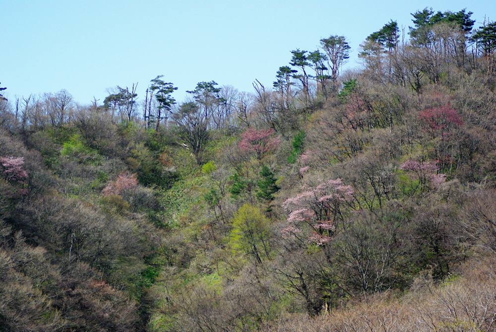 2012桜-03