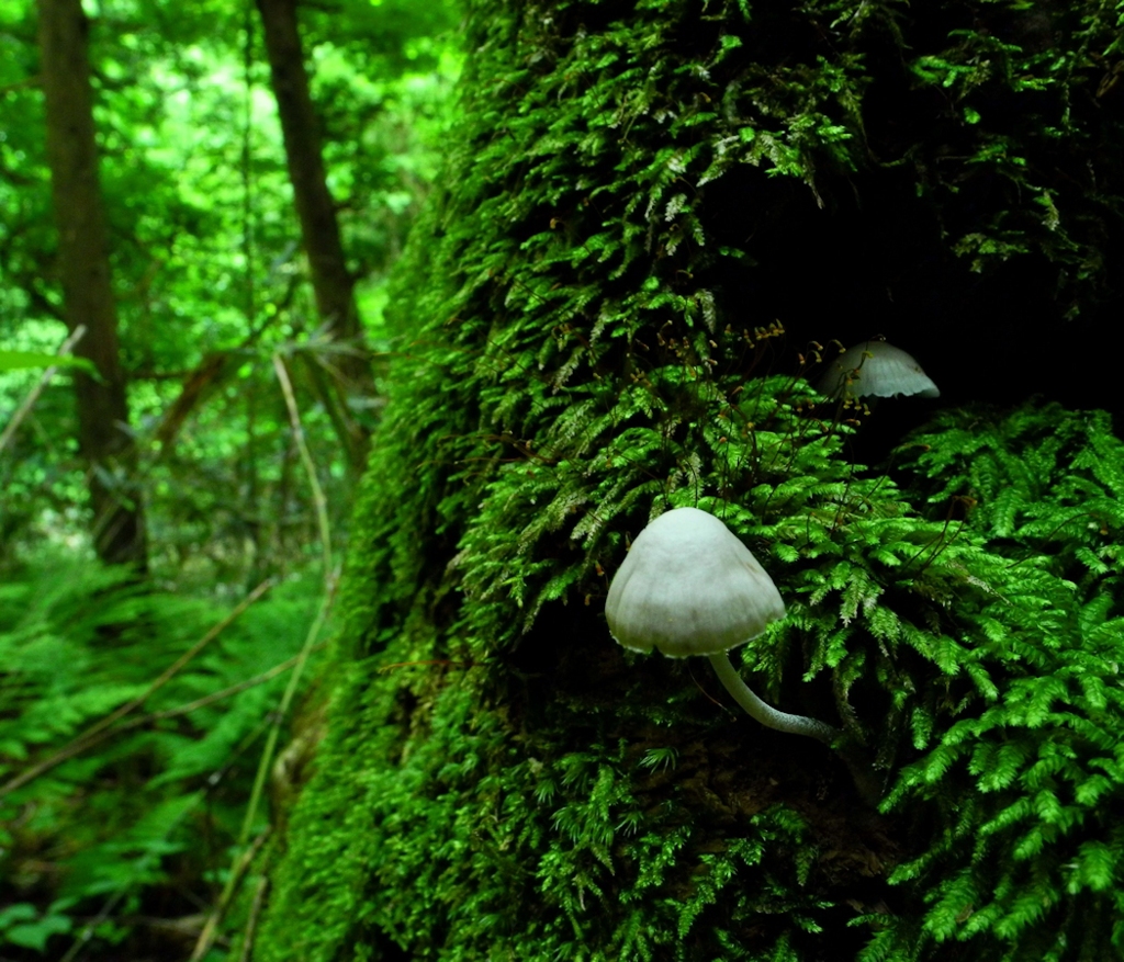 丸舞川 北ノ沢にてⅡ