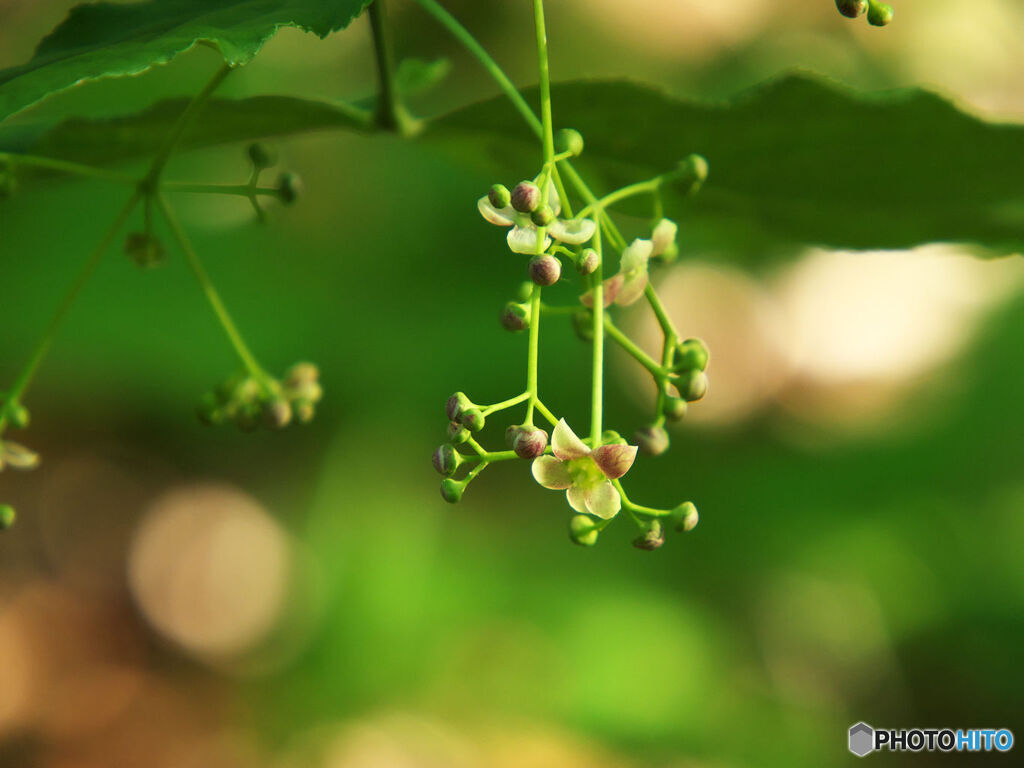 ツリバナ開花