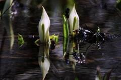 水芭蕉Ⅲ