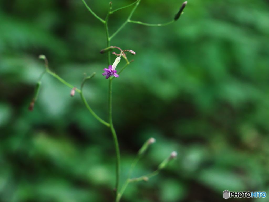 秋の花