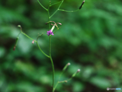 秋の花