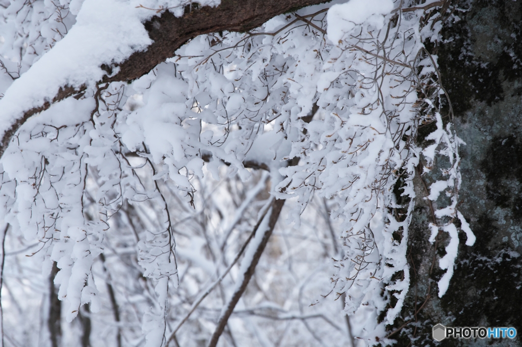雪を絡めとる