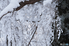 雪を絡めとる