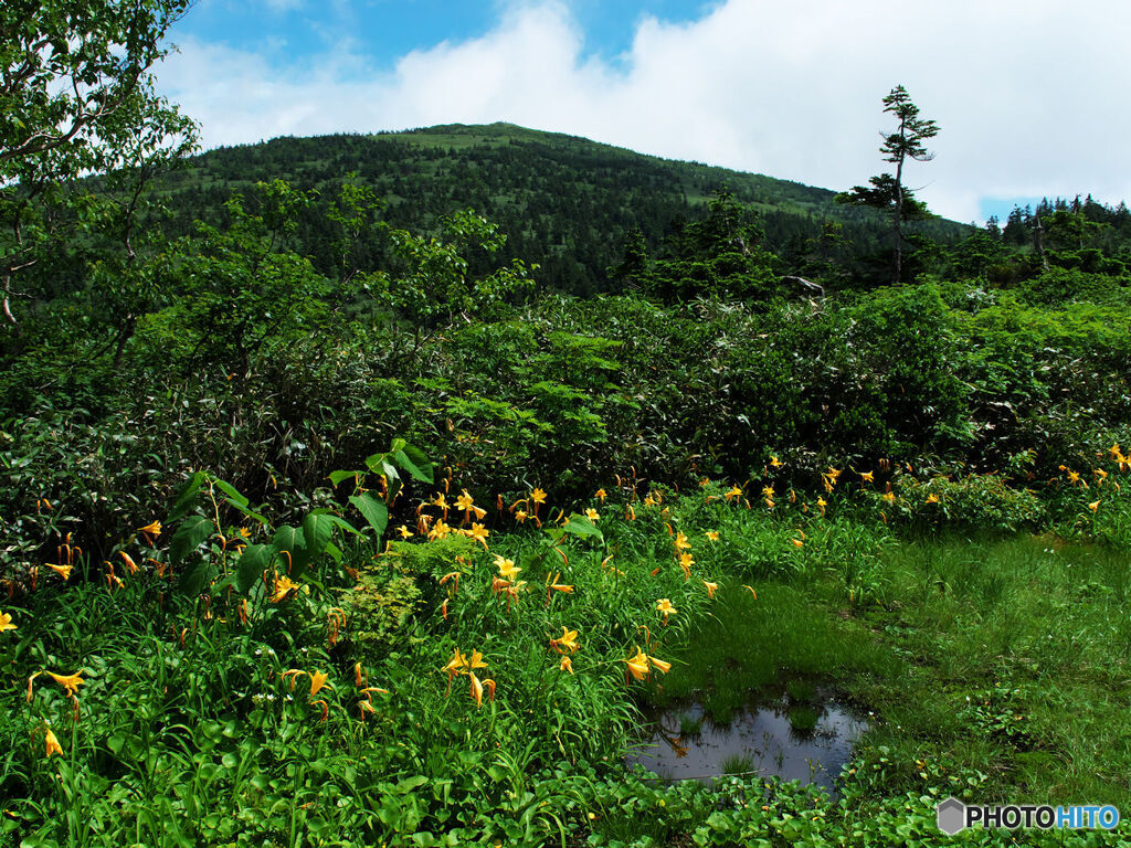 小湿原から望むお山