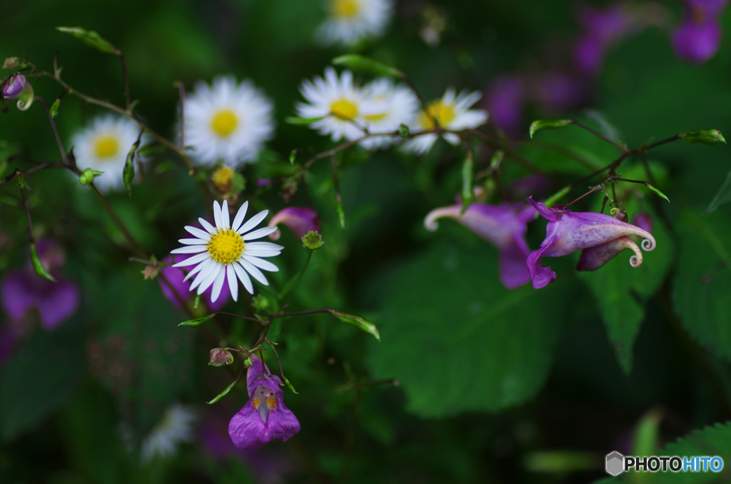 秋花たちⅡ